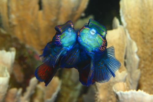 Amazing Underwater Creatures I Photographed While Diving In Indonesia