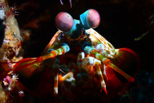 Amazing Underwater Creatures I Photographed While Diving In Indonesia