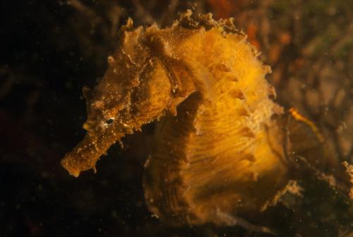 Local Lembeh, Maclearie Park