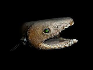 Frilled Shark