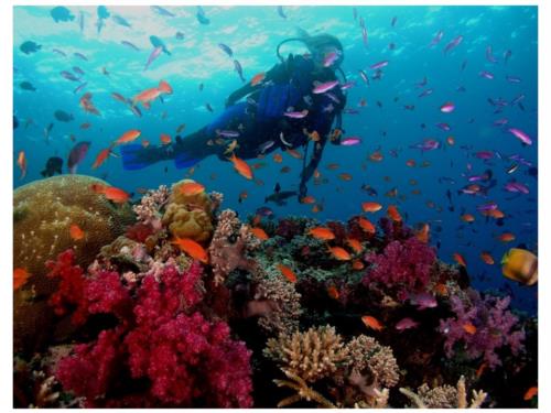 Empirical Research Has Confirmed the Therapeutic Benefits of Scuba Diving