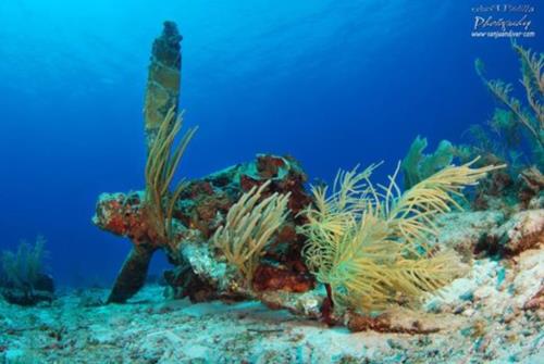 The Motor Reef Wreck, La Parguera PR