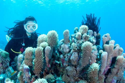 Diver with hard corals, Tubbataha Reef, Philippines