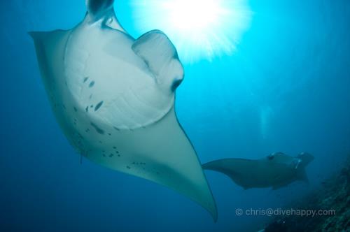 Incoming Manta Rays, Rangali Madivaru, Maldives