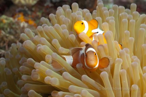 Evil Clownfish, Maumere, Indonesia