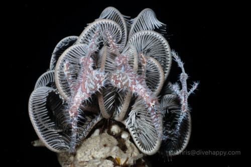 We Are Ghostpipe Fish Family, Dauin, Philippines