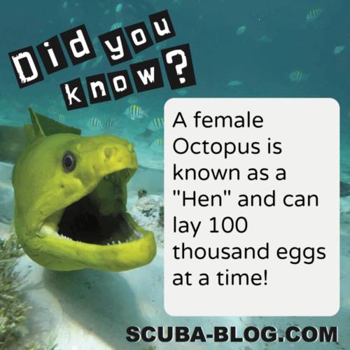 This week’s Did you Know-That’s a lot of eggs!