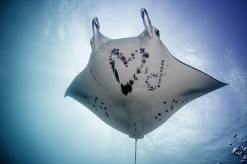 Manta Ray Sanctuary