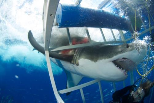 Close Encounter with a Great White Shark!