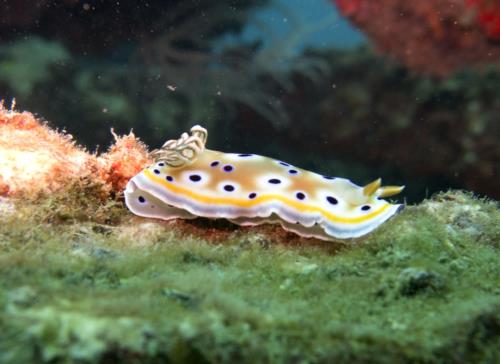 Diving in the Similans and Myanmar!