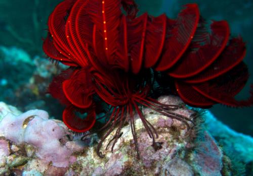 Fan Forest dive site in Andaman Sea