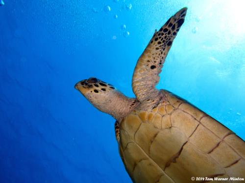 Cozumel diving is out of this world!