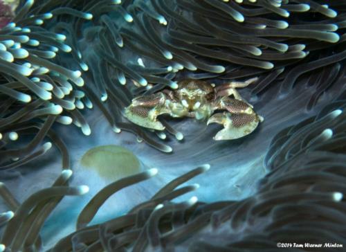 Colorful photos of life under the Andaman Sea