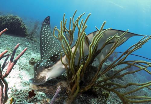 AWESOME dive encounters in Cozumel this week!