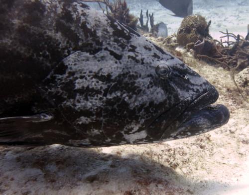 Diving Cozumel: Casa Blanca??