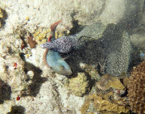 NIGHT DIVE ON PARADISE eel attack!