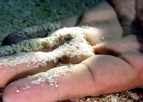 Macro Thrills in Cozumel!