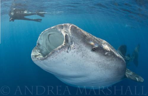 Citizen Science with Marine Megafauna Foundation!