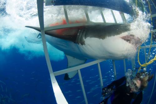 The Day I came face to face with a Great White Shark!