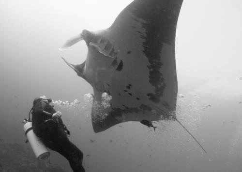 Dive the Revillagigedo Archipelago in Mexico