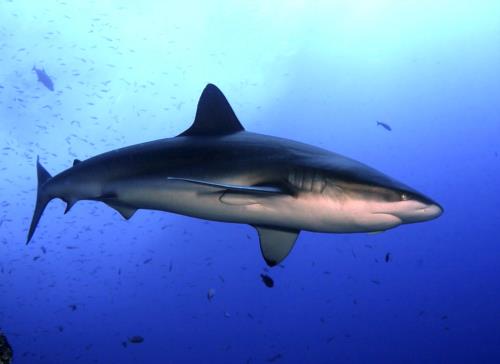 Dive the Revillagigedo Archipelago: Roca Partida!