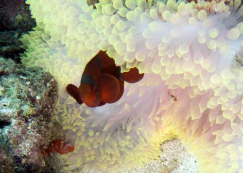 Komodo Indonesia Dive Trip on the Arenui