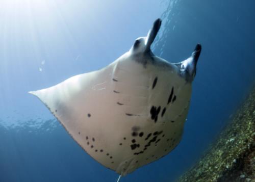 Reef Mantas in Komodo National Park!