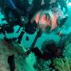 Gisela from Dubai United Arab Emirates | Scuba Diver