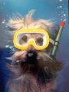 SUSAN from Miramar Beach FL | Scuba Diver