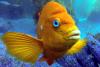 #21 Maurizzio (33 dive buddies)