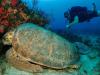 Joseph from West Palm Beach FL | Scuba Diver