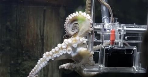 Rambo, the Octographer