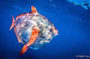 The Only Warm Blooded Fish (that we know of).