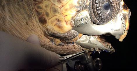 Wounded Sea Turtle Gets A 3D-Printed Jaw