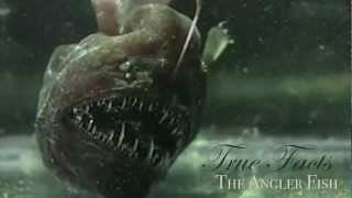 True Facts:The Anglerfish