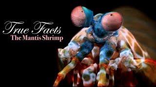 True Facts : Mantis Shrimp