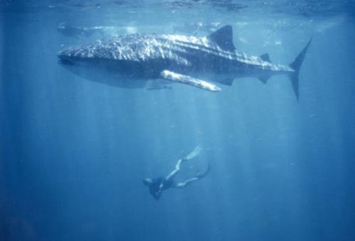 Whale Shark Diving Etiquette