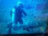 Cris from Redondo Beach CA | Scuba Diver