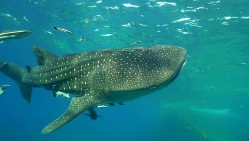 Amazing Whale Shark in Koh Chang, Thailand !!