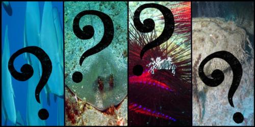 SCUBA Quiz! Can you identify these sea creatures?