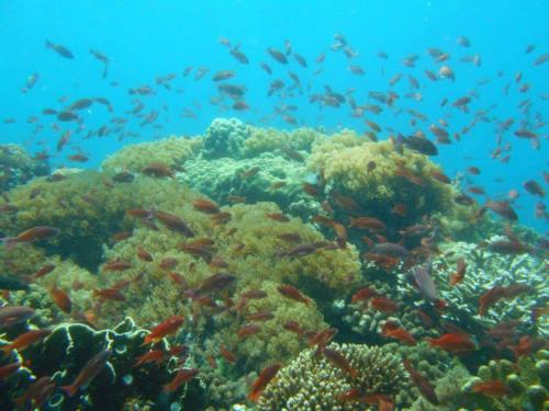 Mindoro, Puerto Galera & Verde Island