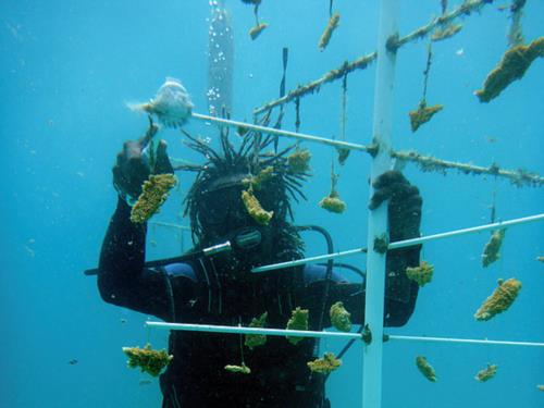 Coral health care in Jamaica!