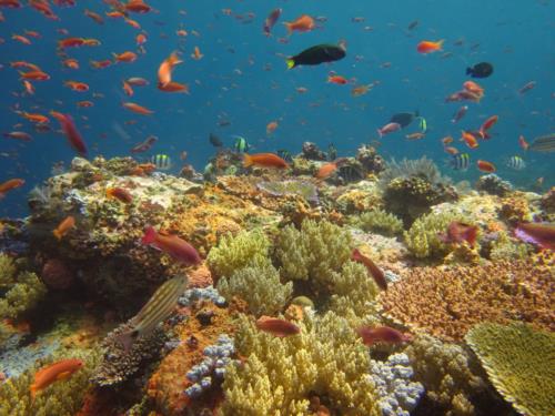 How to compare different dive destinations! How to compare different dive destinations!