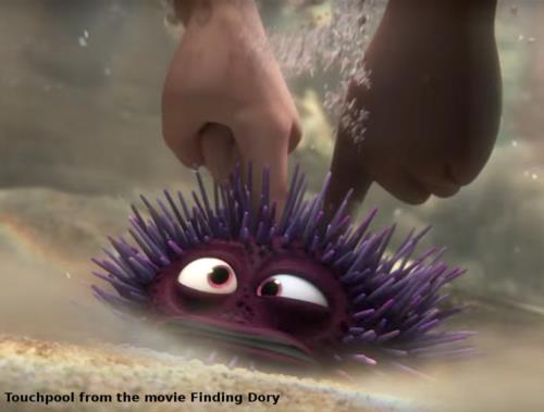 The risks of touching marine life! The risks of touching marine life!