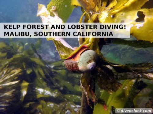 Kelp forests and lobster diving in Malibu, California!