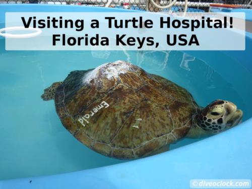 Visiting a Turtle Hospital in Florida!