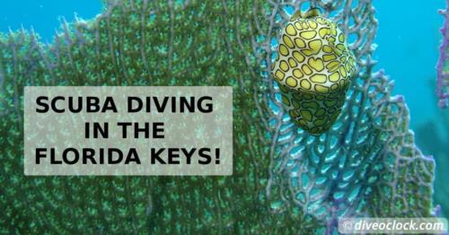 SCUBA Diving in the Florida Keys!