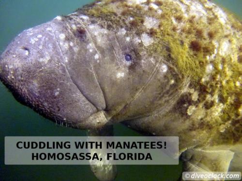 Cuddling with Manatees in Homosassa, Florida!