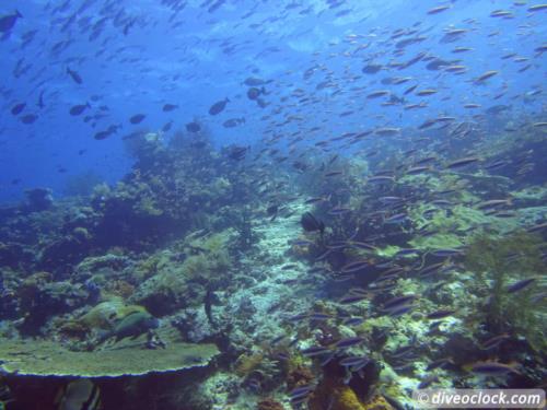 World class diving in Raja Ampat, Papua! World class diving in Raja Ampat, Papua!