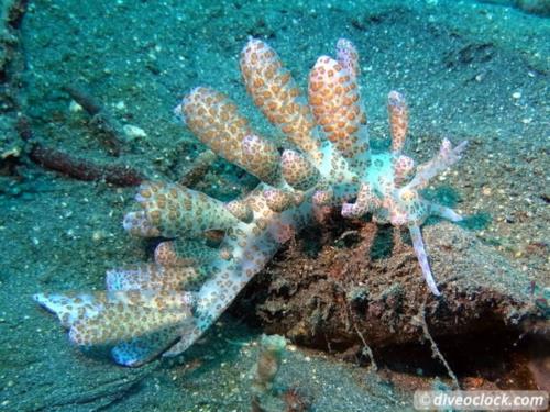 Diving Lembeh Strait, North Sulawesi, Indonesia!